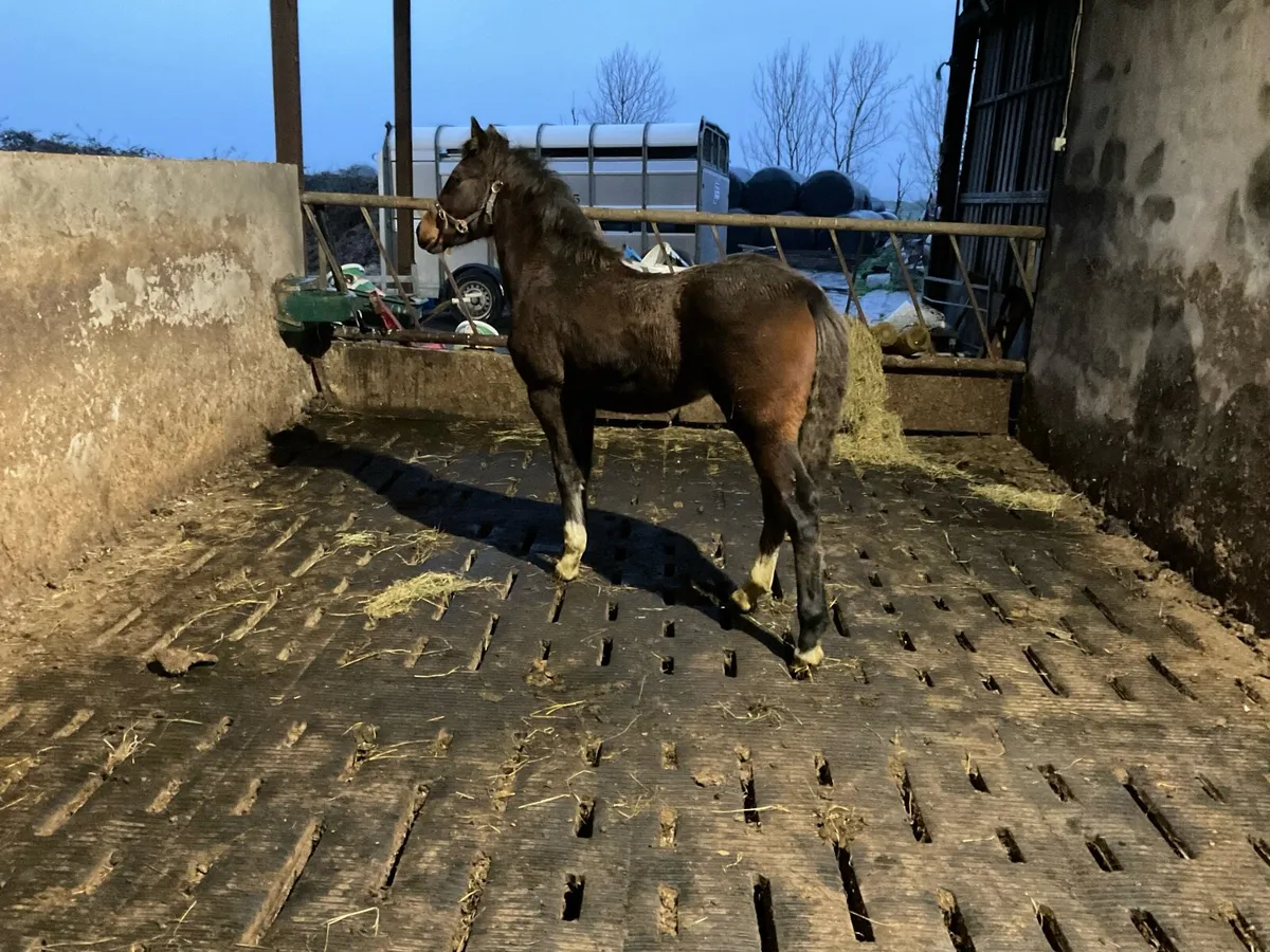 Connemara filly foal - Image 1