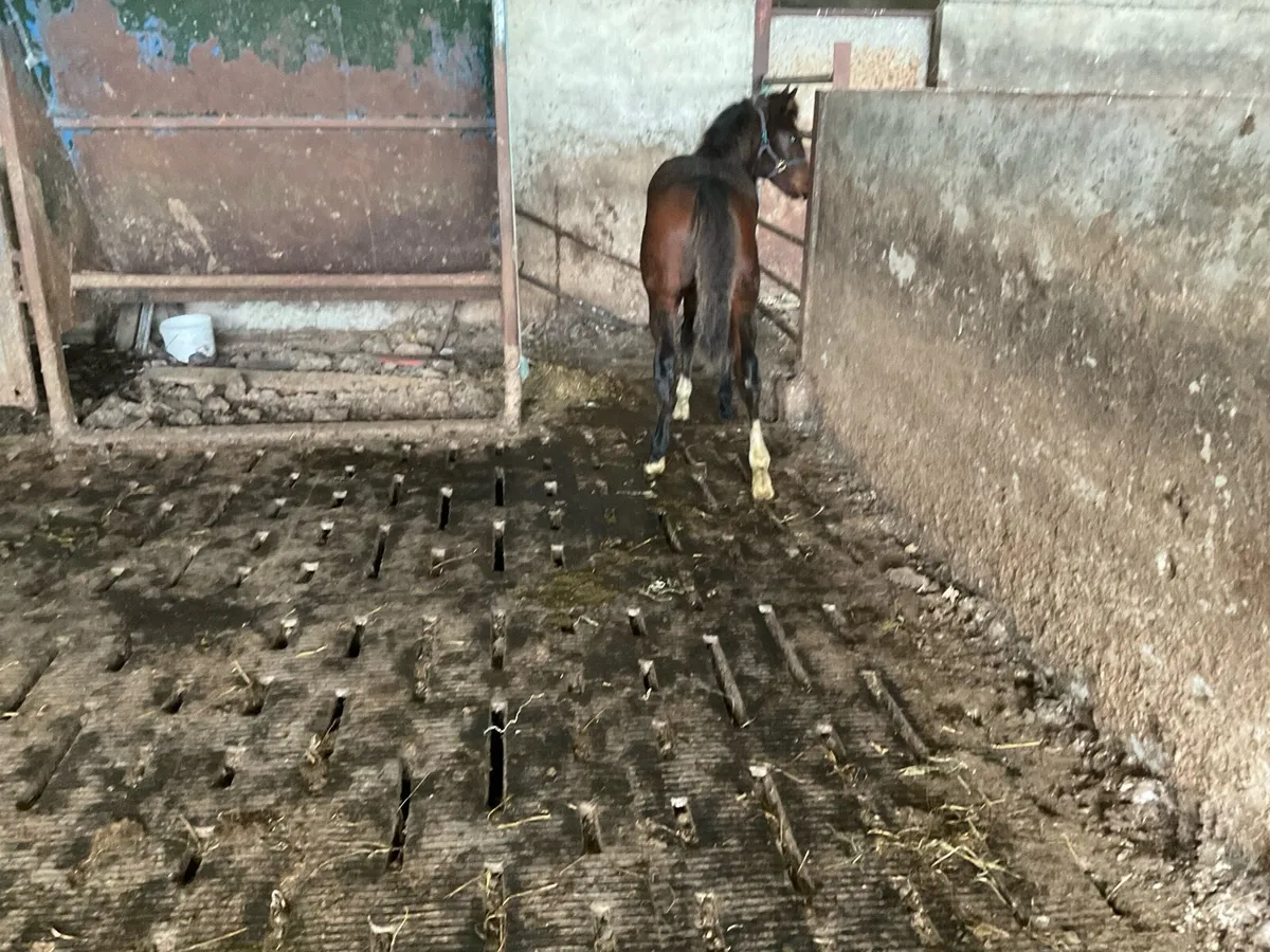 Connemara filly foal - Image 3