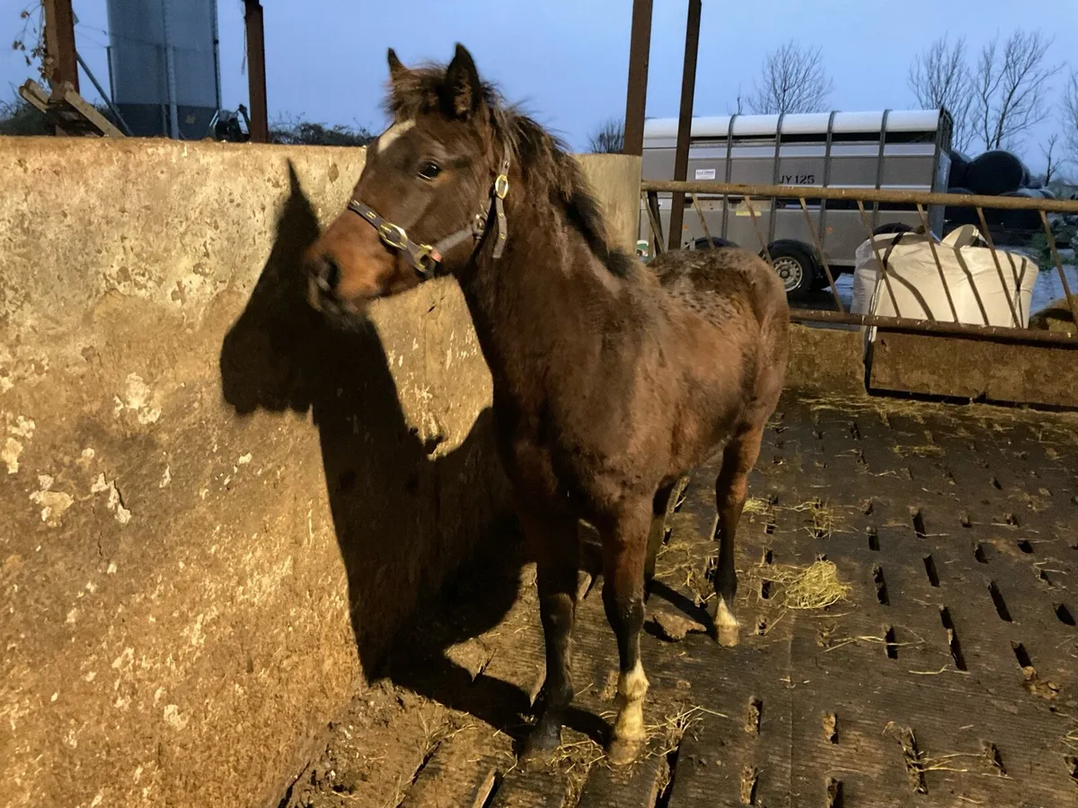 Connemara filly foal - Image 4