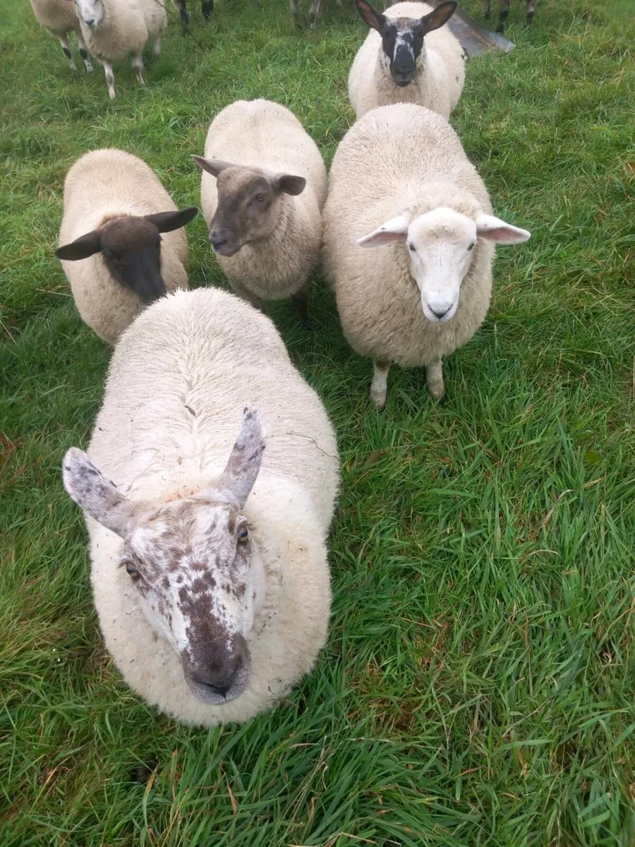 Ewe Lambs - Image 3