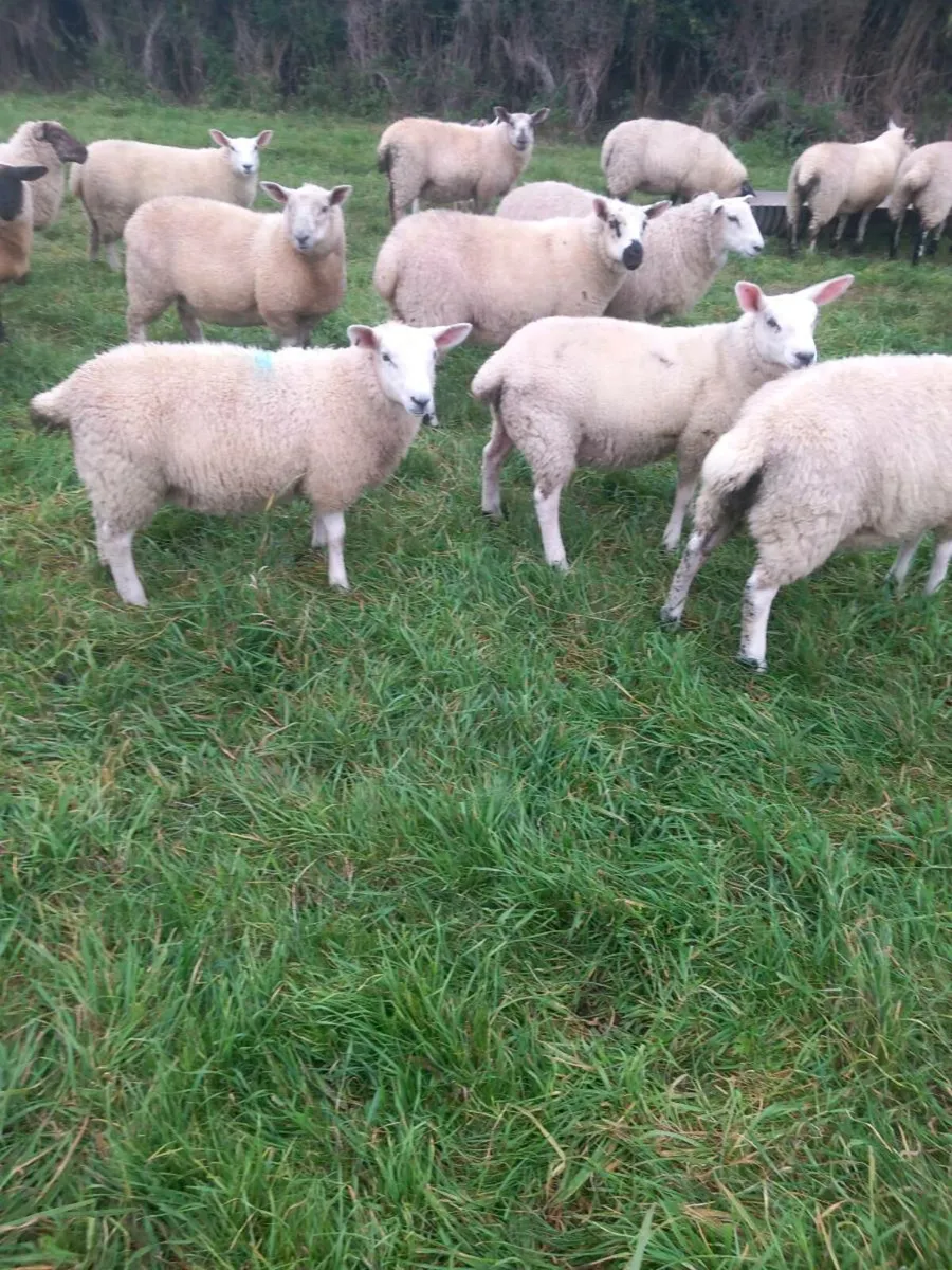 Ewe Lambs - Image 4