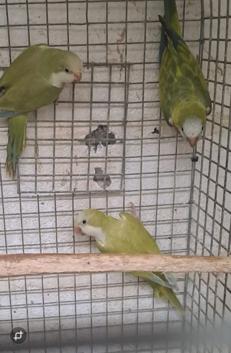 Pair plus chick and other birds - Image 1