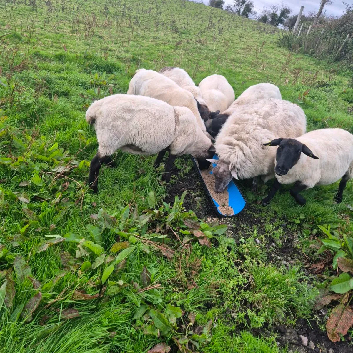 Sheep - Image 1