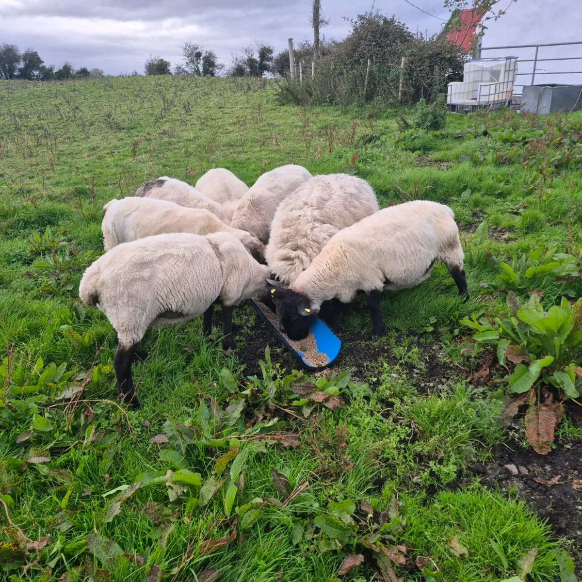 Sheep - Image 2