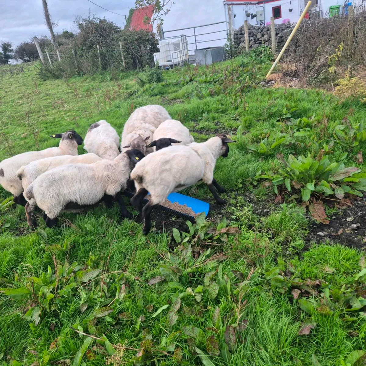 Sheep - Image 3