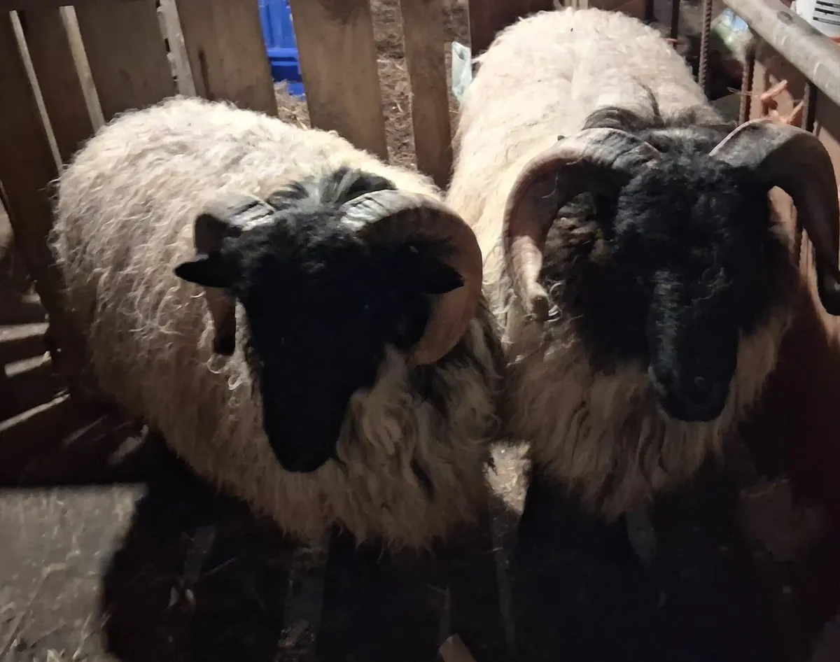 Ram lambs - Image 1
