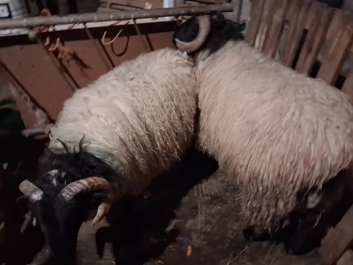 Ram lambs - Image 2