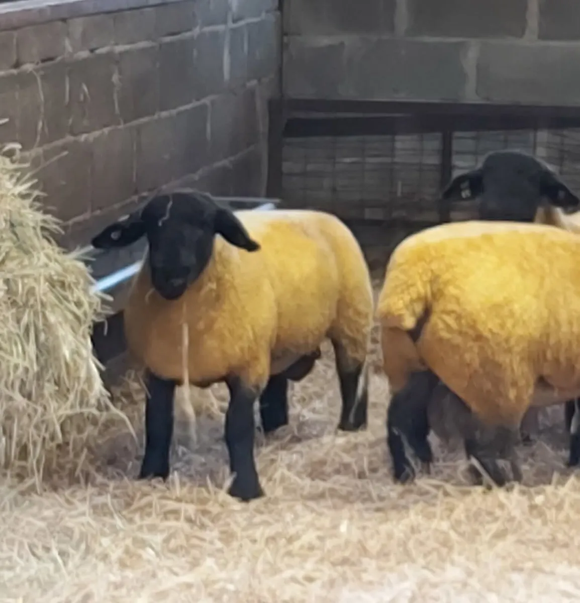 SIS SUFFOLK RAMLAMB