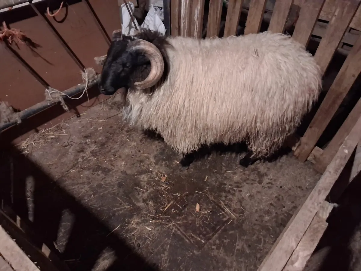 Ram lambs - Image 3