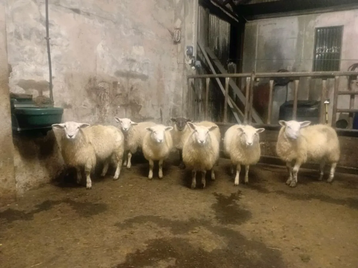 Texel cross ewe lambs - Image 1