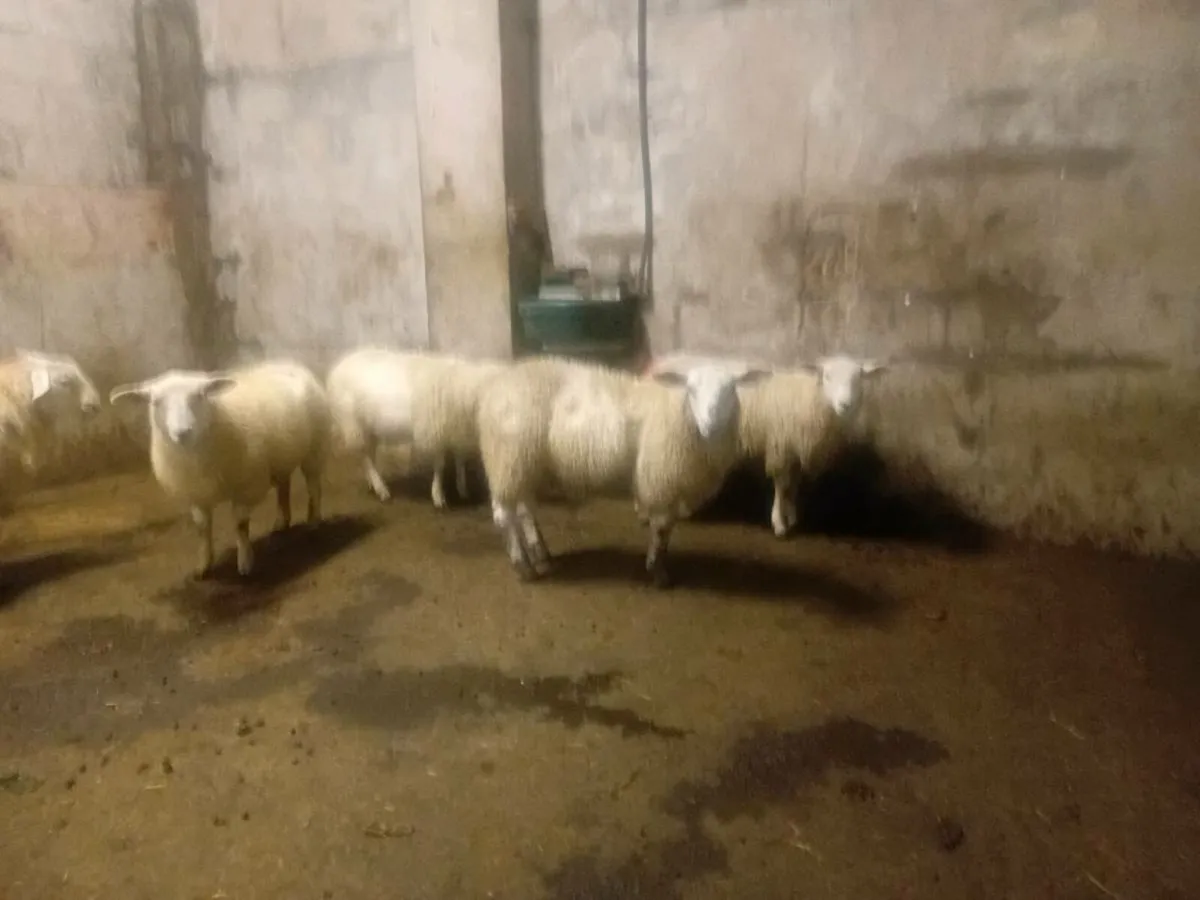 Texel cross ewe lambs - Image 2
