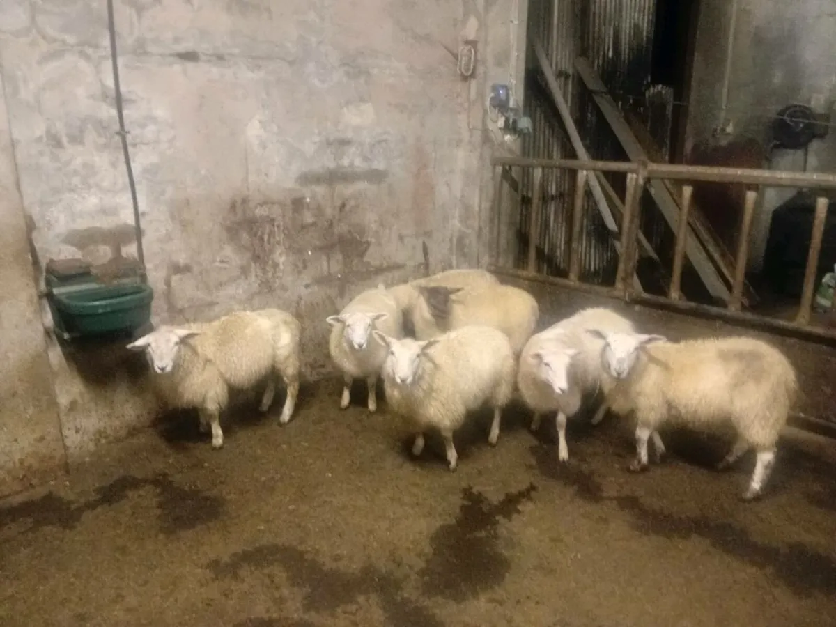 Texel cross ewe lambs - Image 3