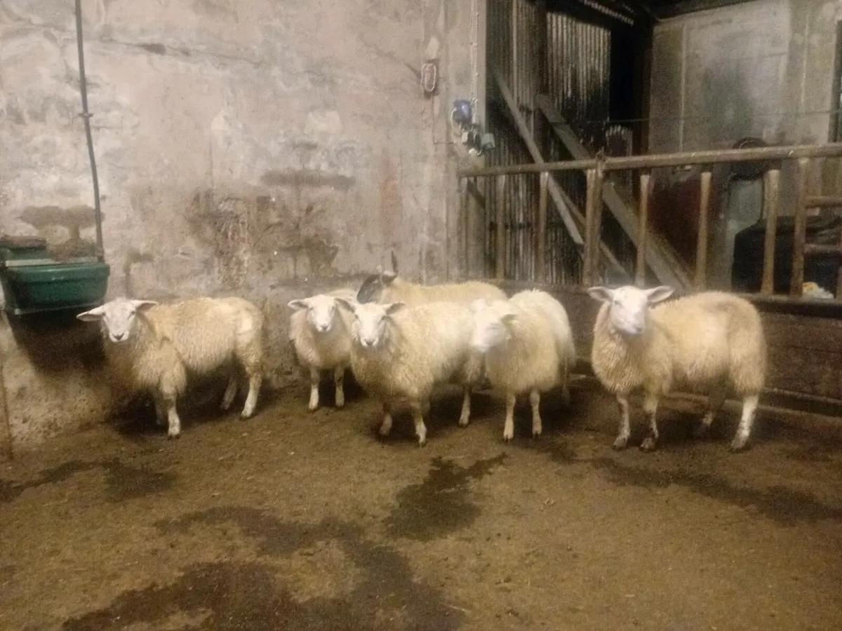 Texel cross ewe lambs - Image 4