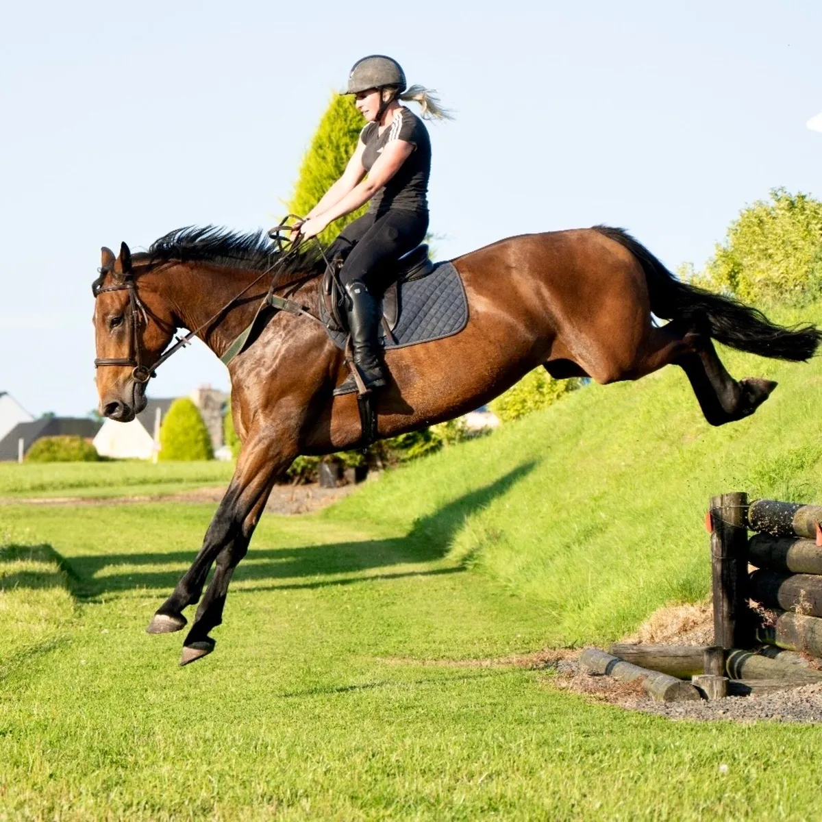 Super All Rounder Gelding - Image 1