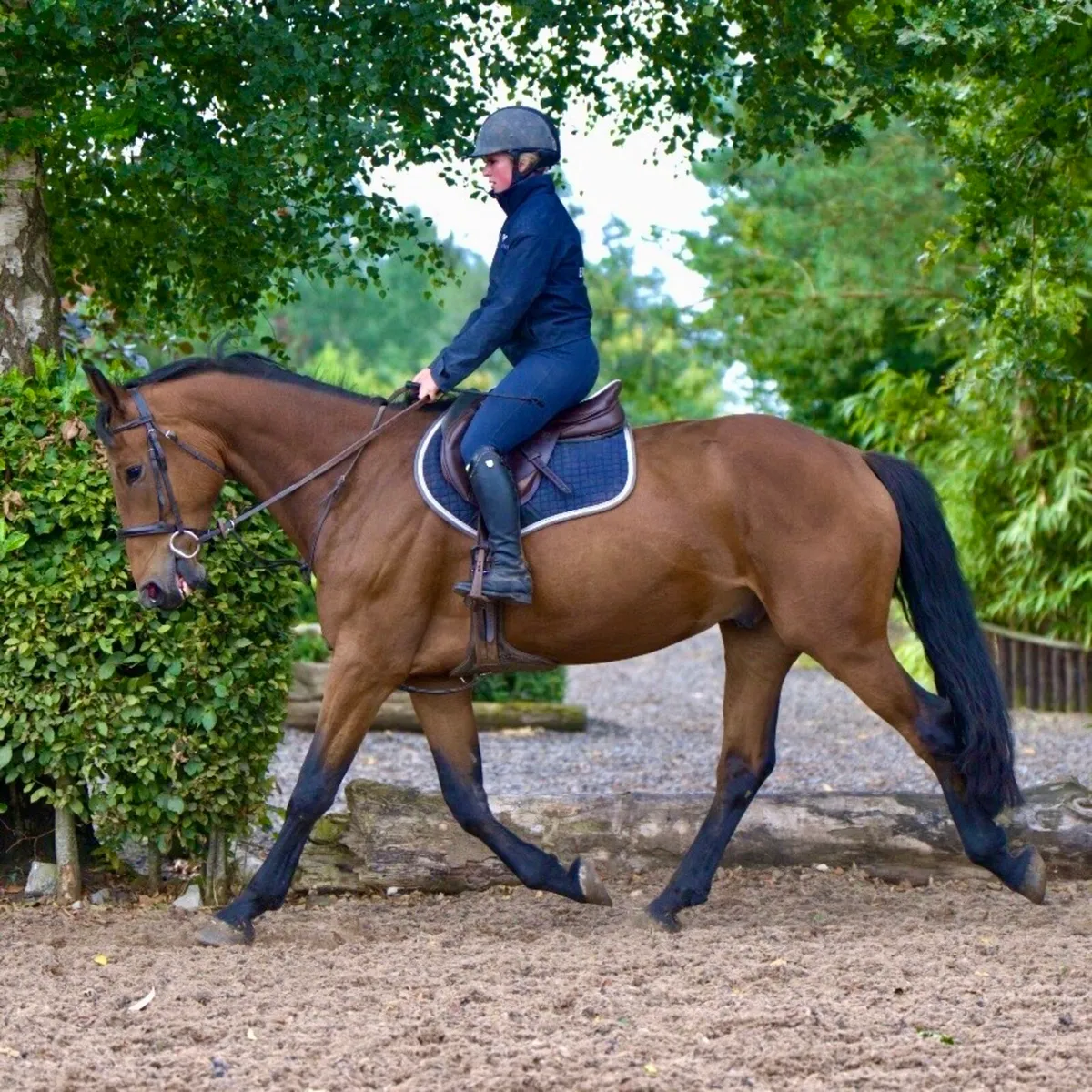 Super All Rounder Gelding - Image 2