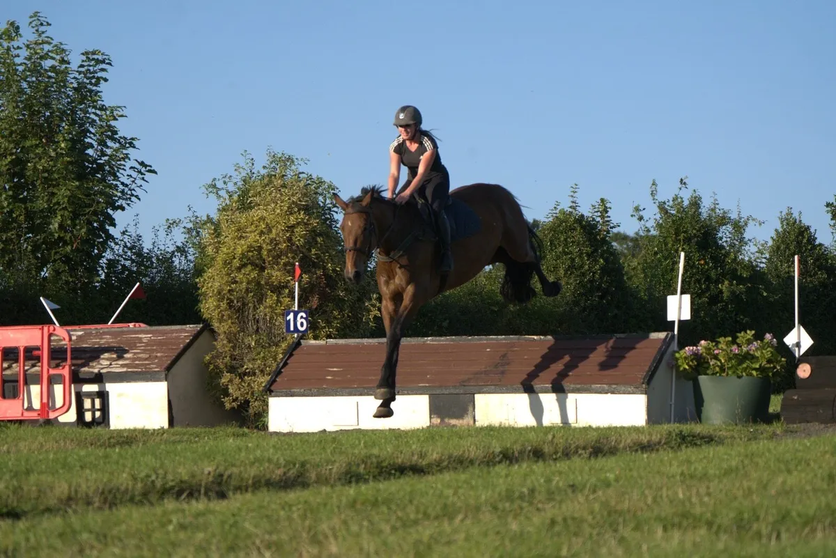 Super All Rounder Gelding - Image 3