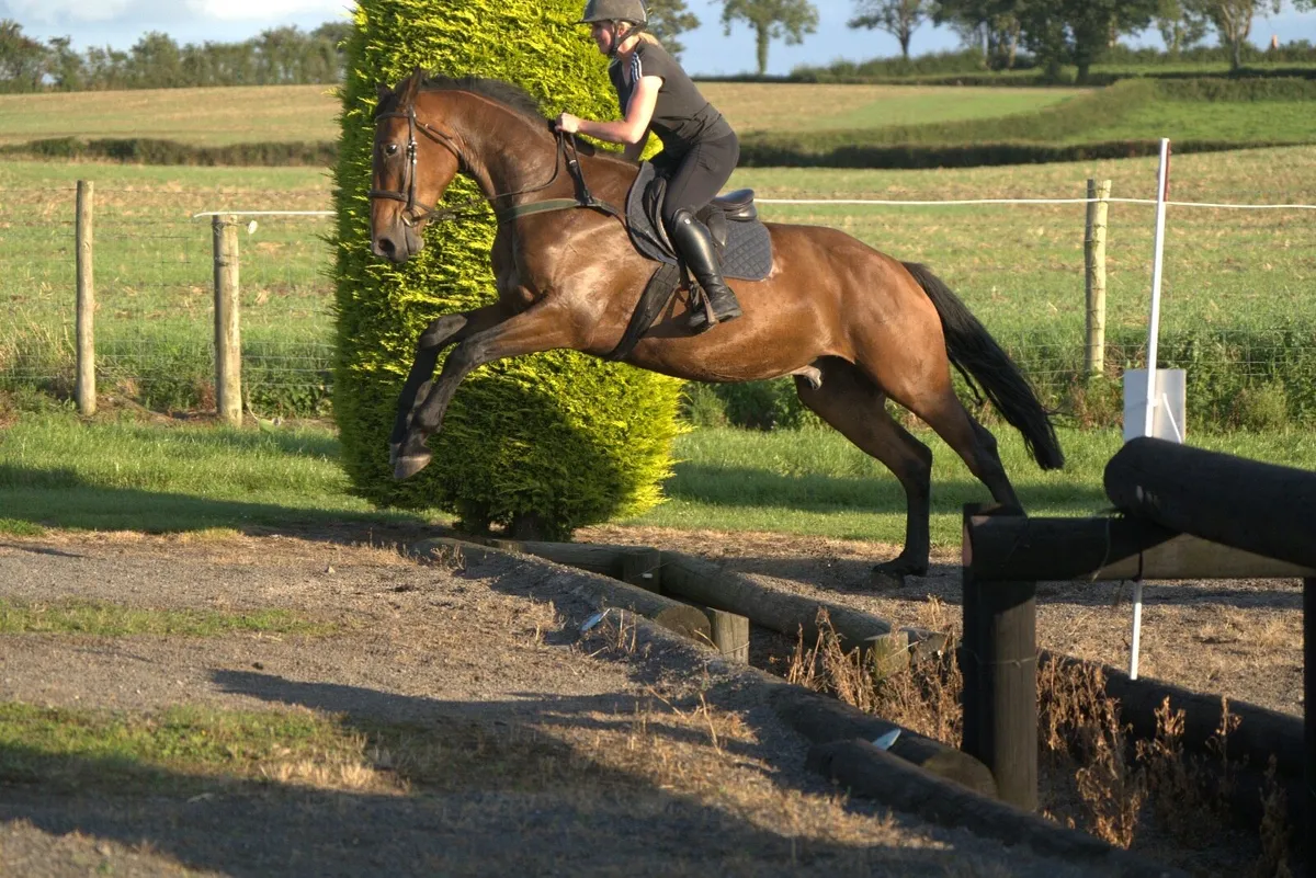 Super All Rounder Gelding - Image 4