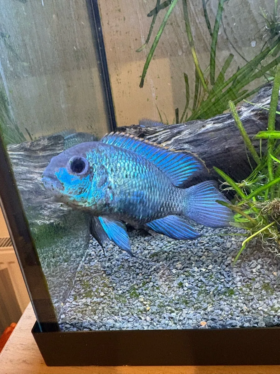 Electric blue acaras - Image 1