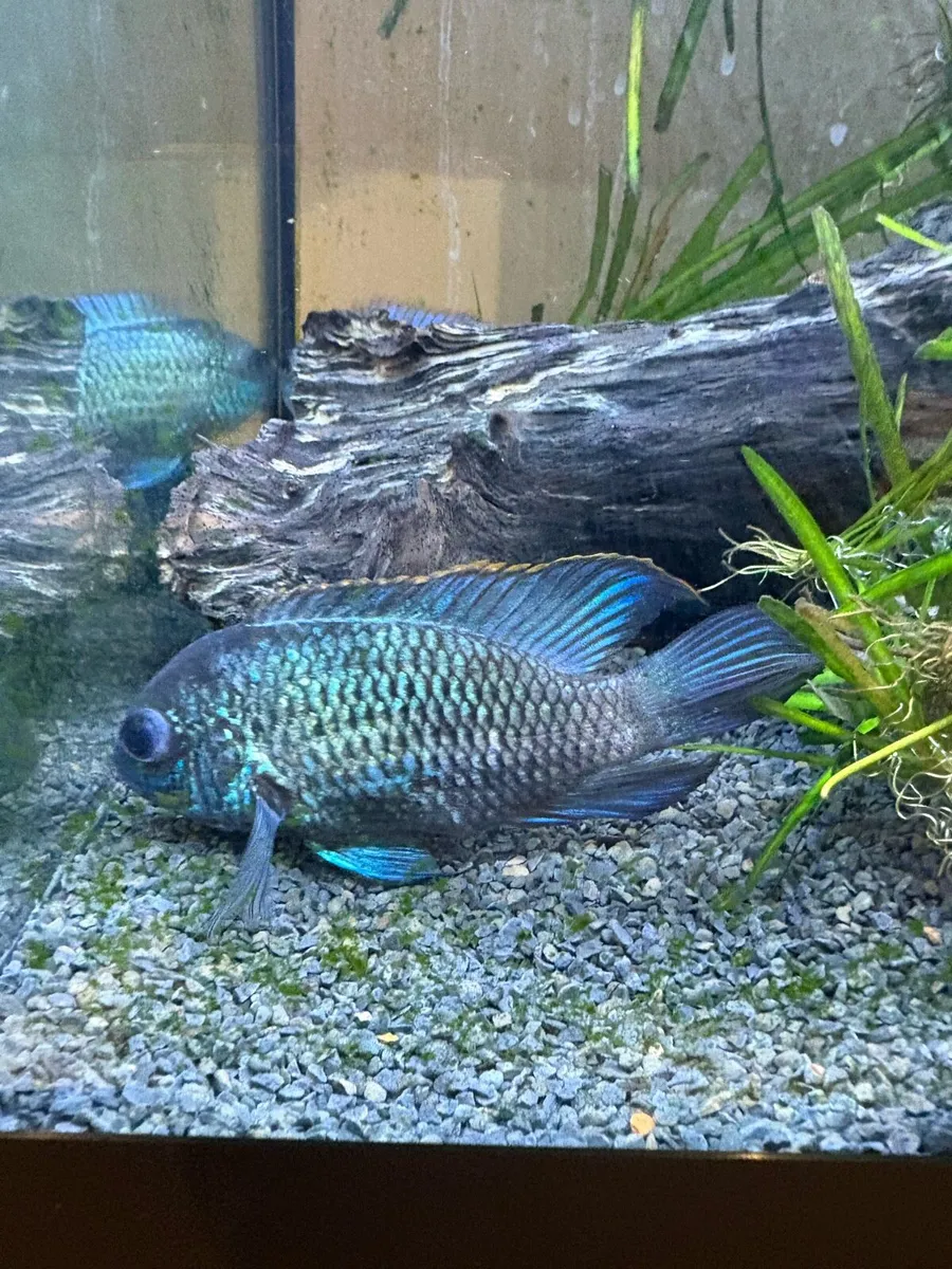 Electric blue acaras - Image 2
