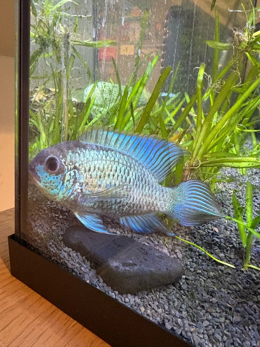 Electric blue acaras - Image 3