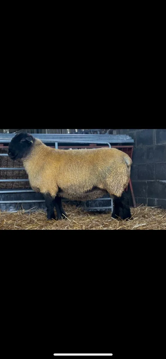 ****ORANMORE SUFFOLKS DISPERSAL SALE**** - Image 2