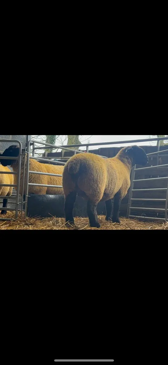 ****ORANMORE SUFFOLKS DISPERSAL SALE**** - Image 3