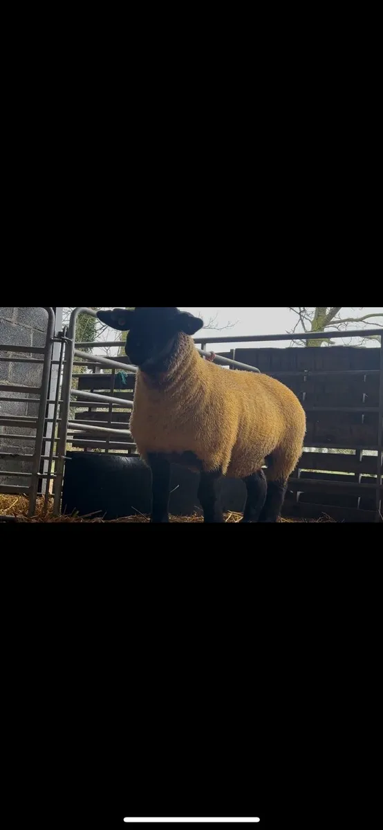 ****ORANMORE SUFFOLKS DISPERSAL SALE**** - Image 4