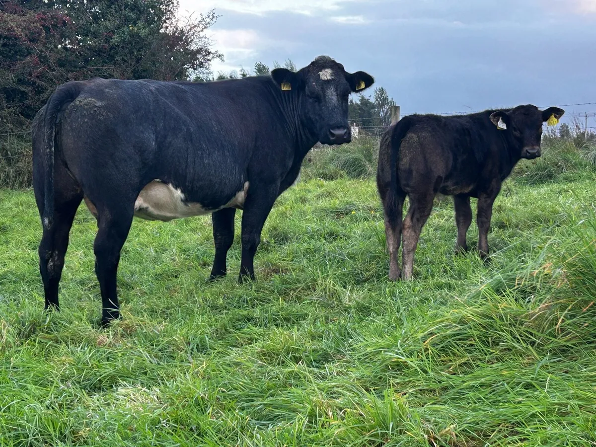 Super 4 Star Cow And Calf - Image 1