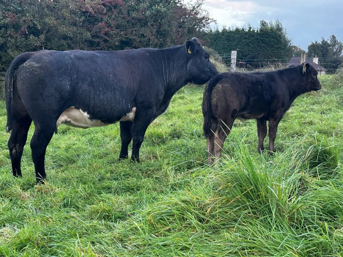 Super 4 Star Cow And Calf - Image 3