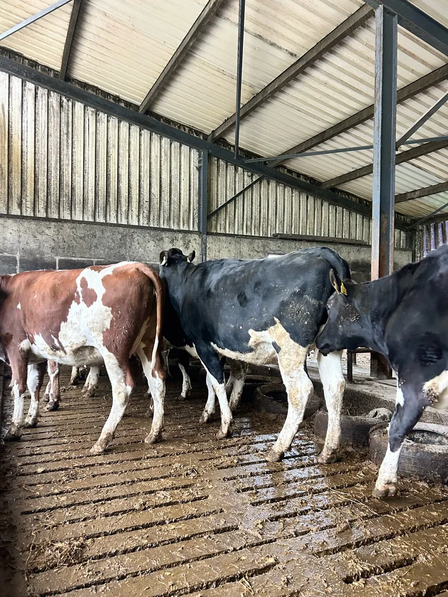 Spring Calving Heifers - Image 3