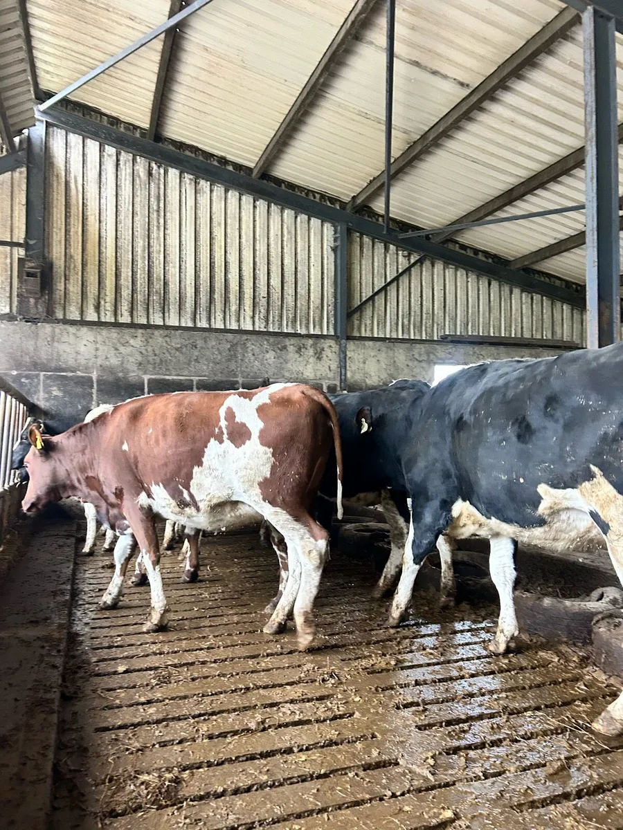 Spring Calving Heifers - Image 4