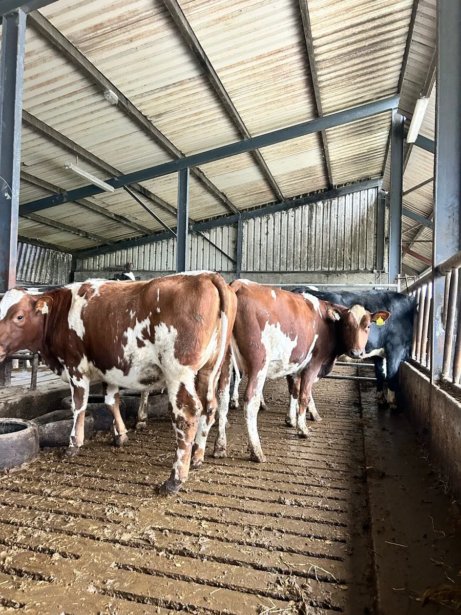 Spring Calving Heifers - Image 1