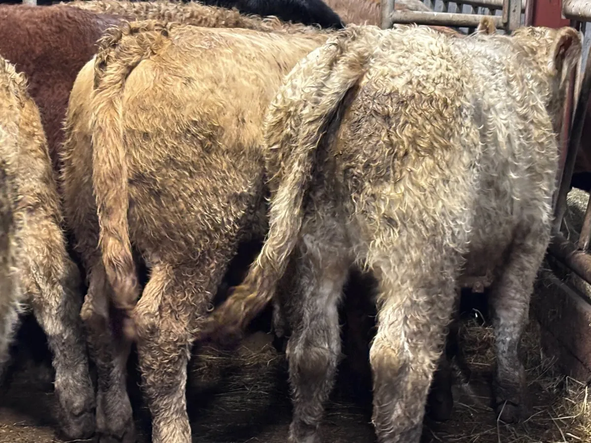 14 super Charlaois bull Weanlings for sale - Image 3