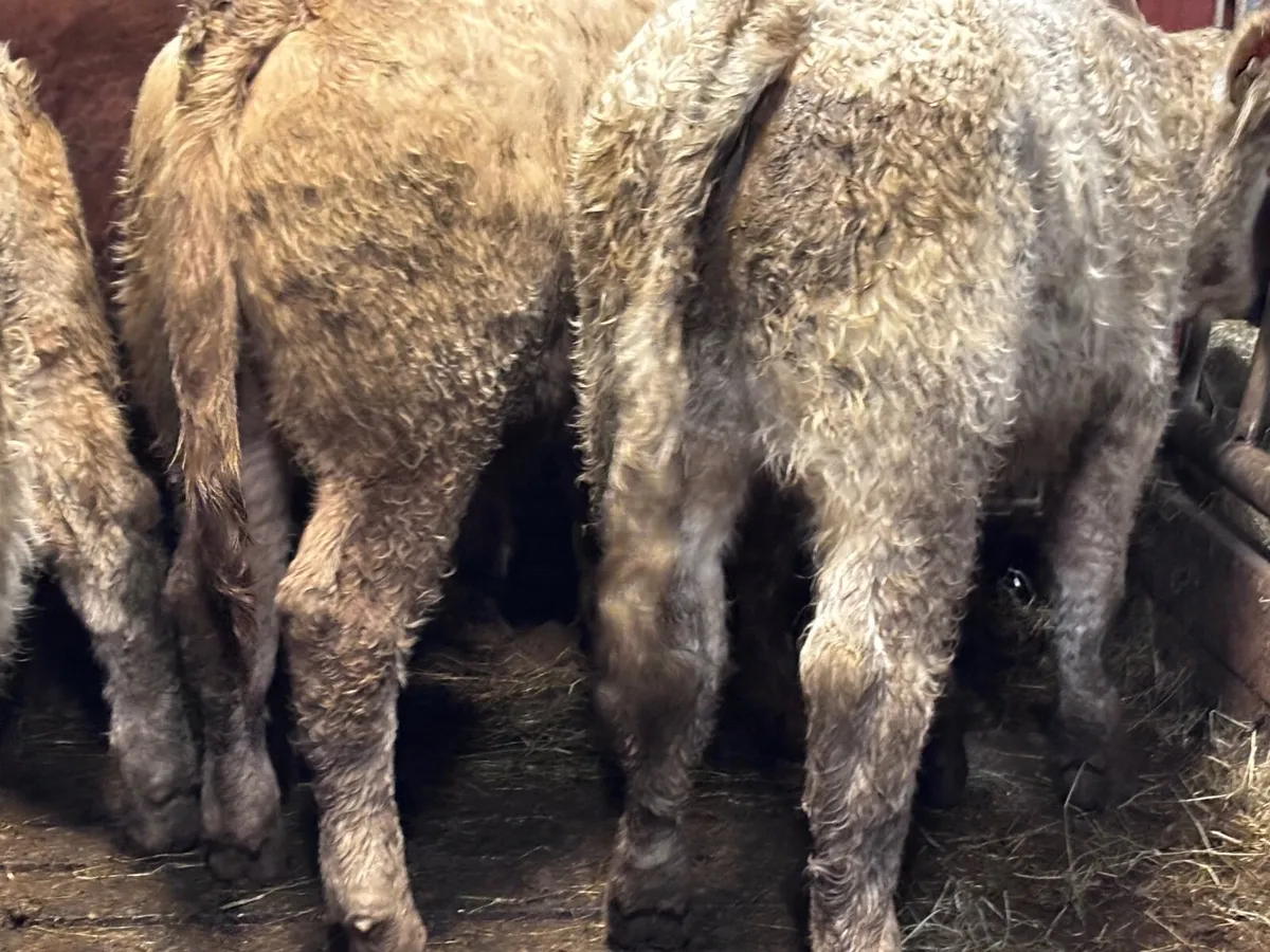 14 super Charlaois bull Weanlings for sale - Image 4