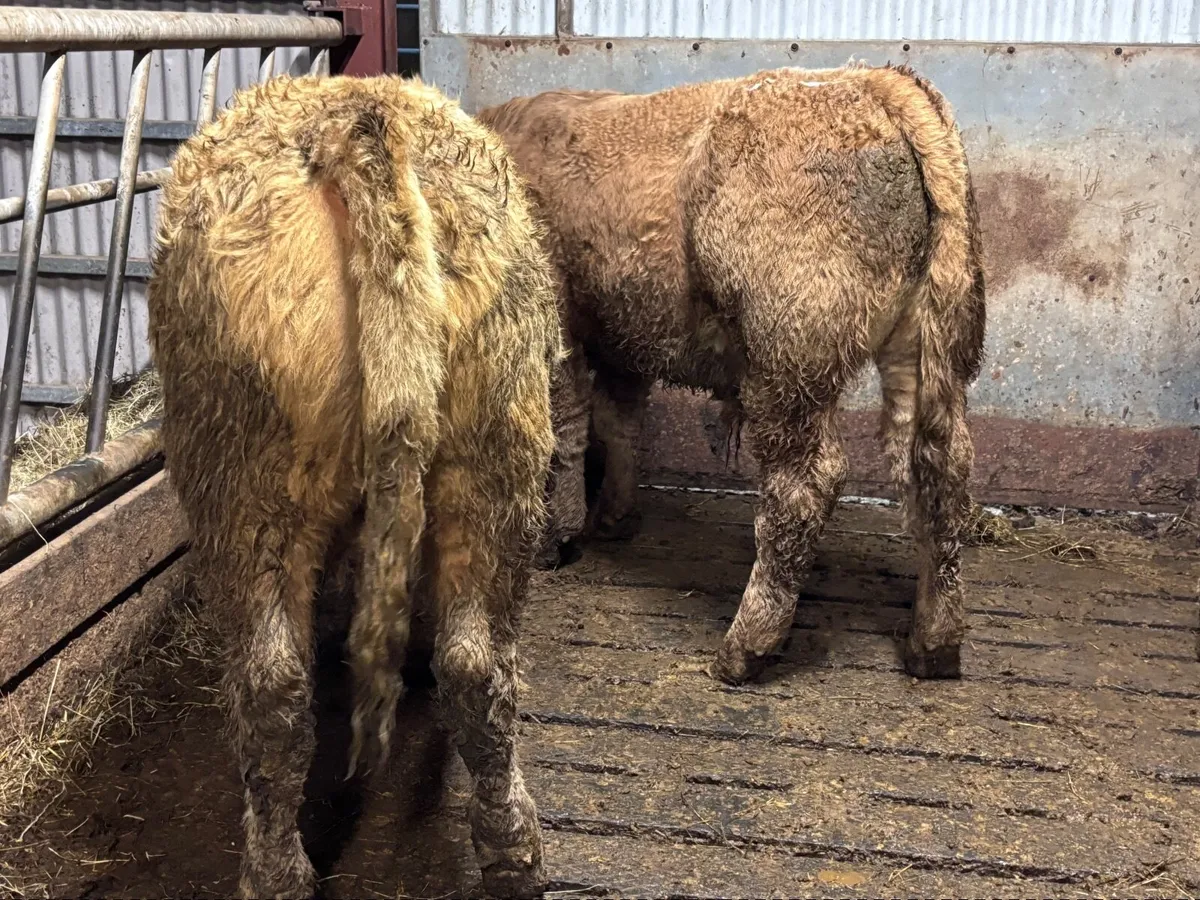 14 super Charlaois bull Weanlings for sale - Image 2