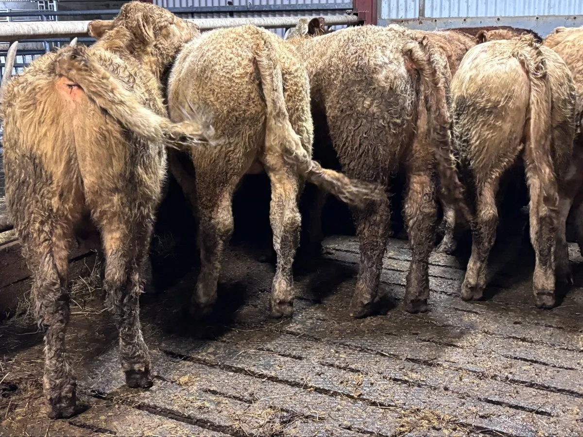 14 super Charlaois bull Weanlings for sale - Image 1