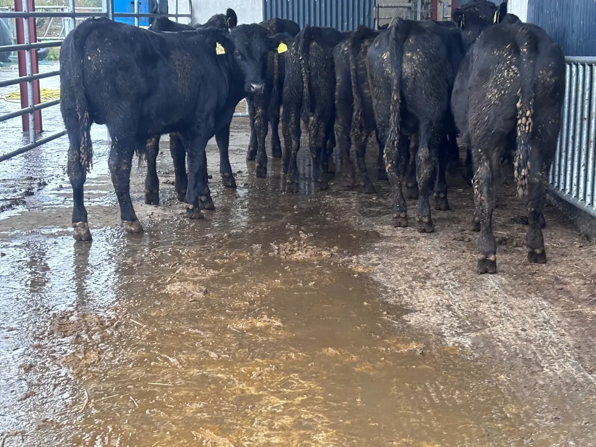 9 bull Weanlings for sale - Image 2