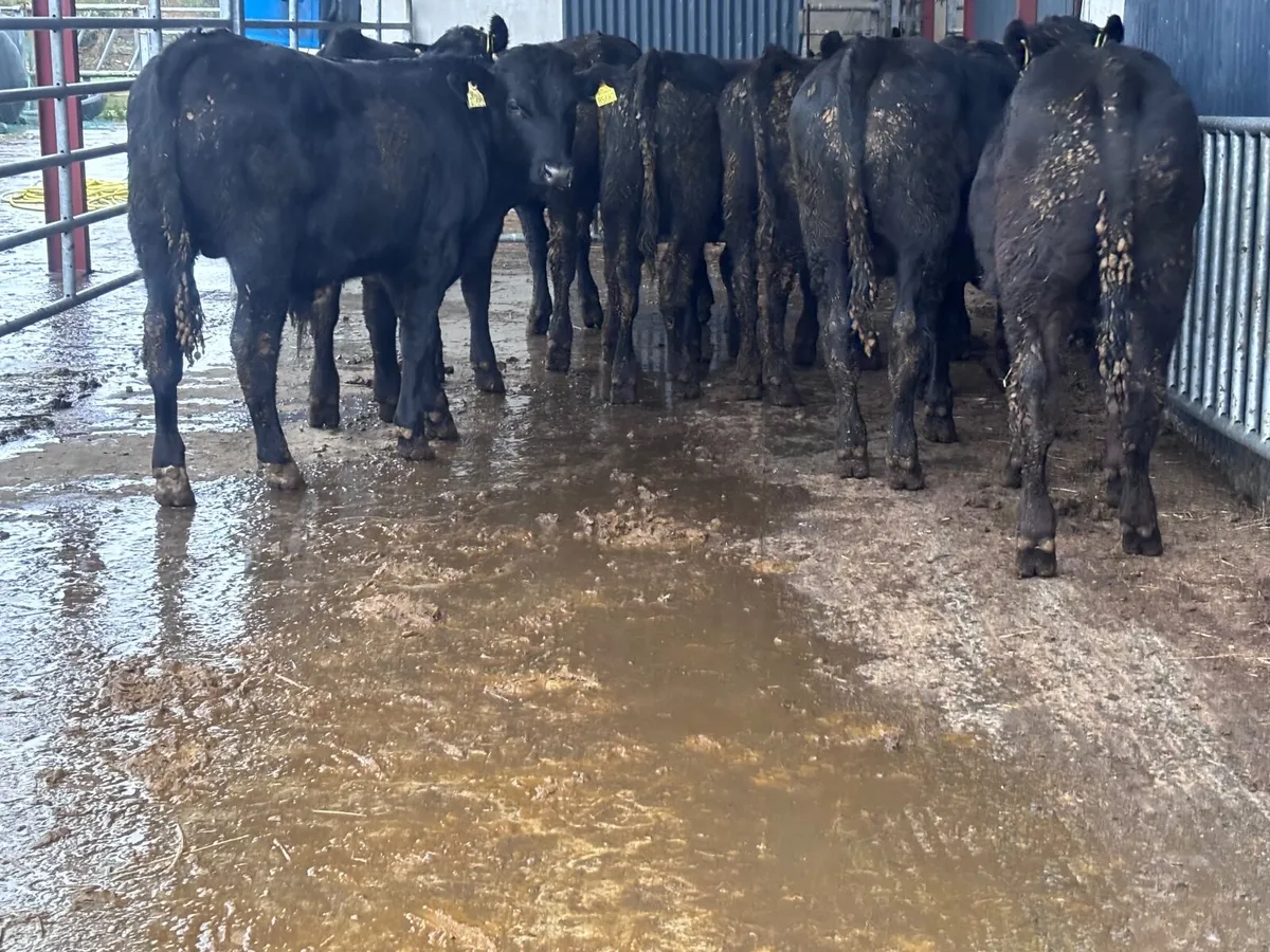 9 bull Weanlings for sale - Image 3