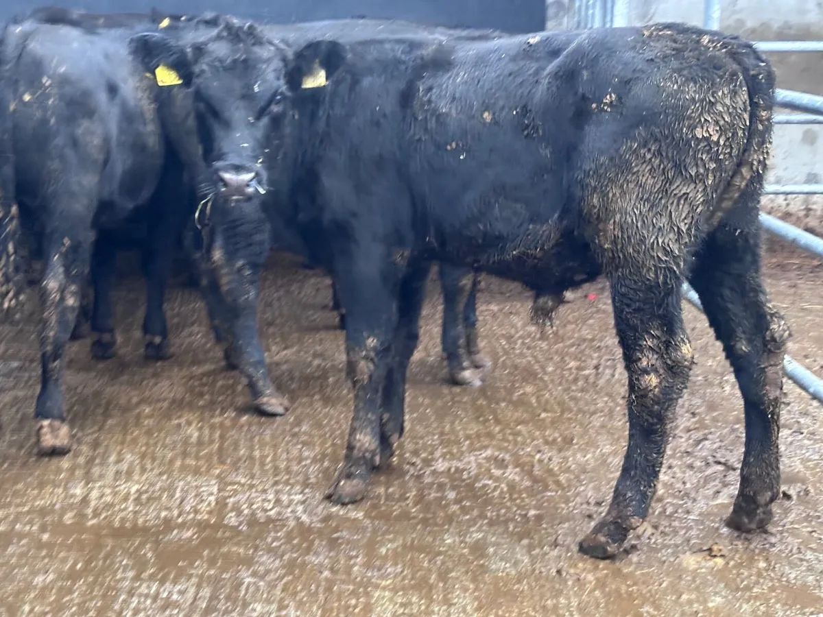 9 bull Weanlings for sale - Image 4