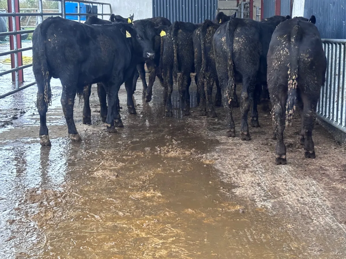9 bull Weanlings for sale - Image 1