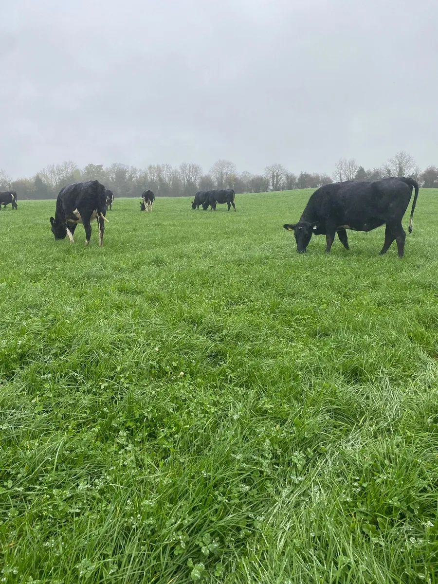 Incalf Heifers - Image 1