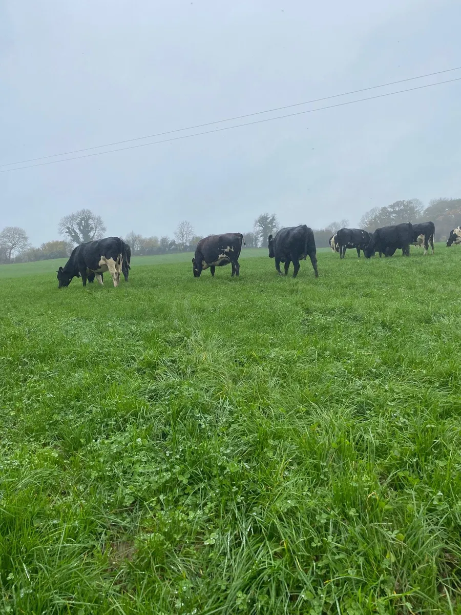 Incalf Heifers - Image 2