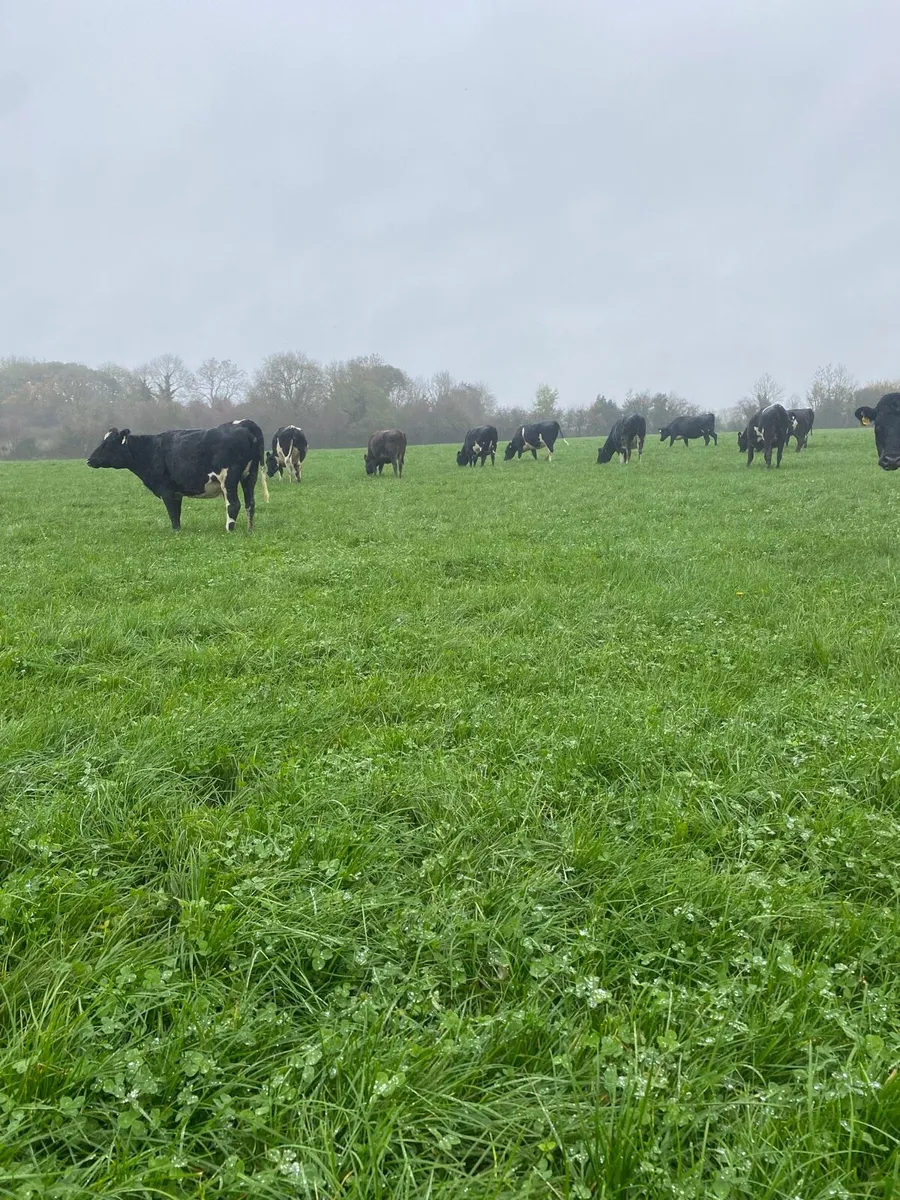 Incalf Heifers - Image 3