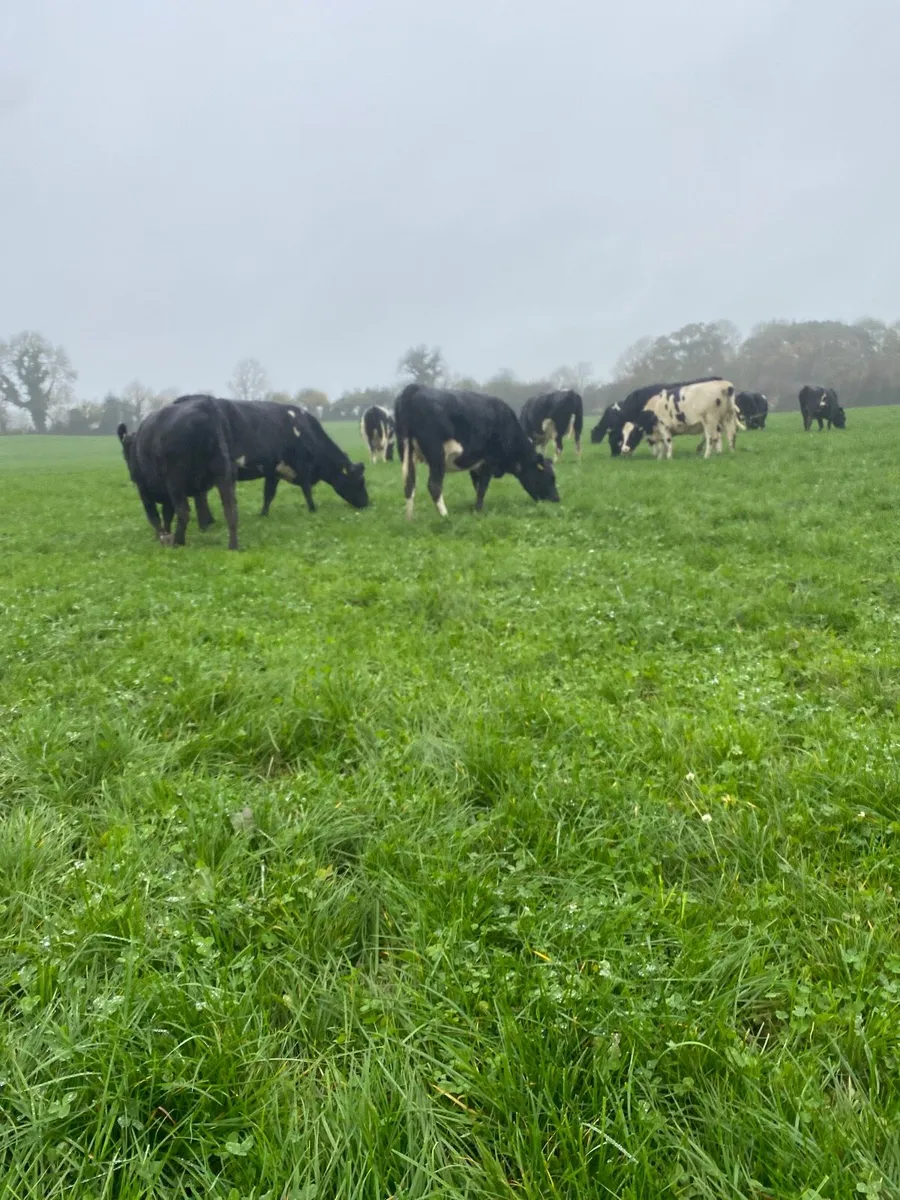 Incalf Heifers - Image 4