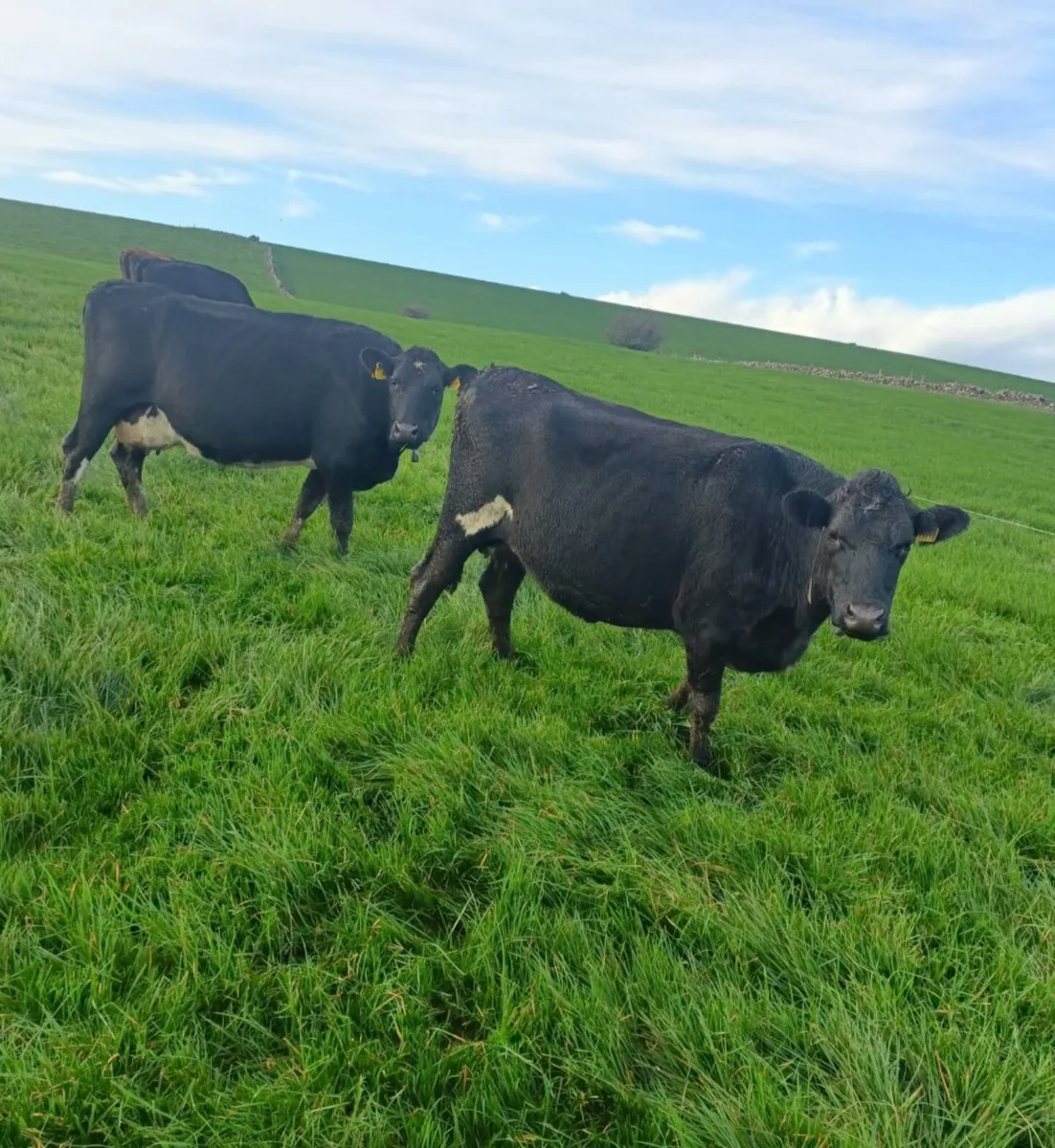 Empty milking cows - Image 2
