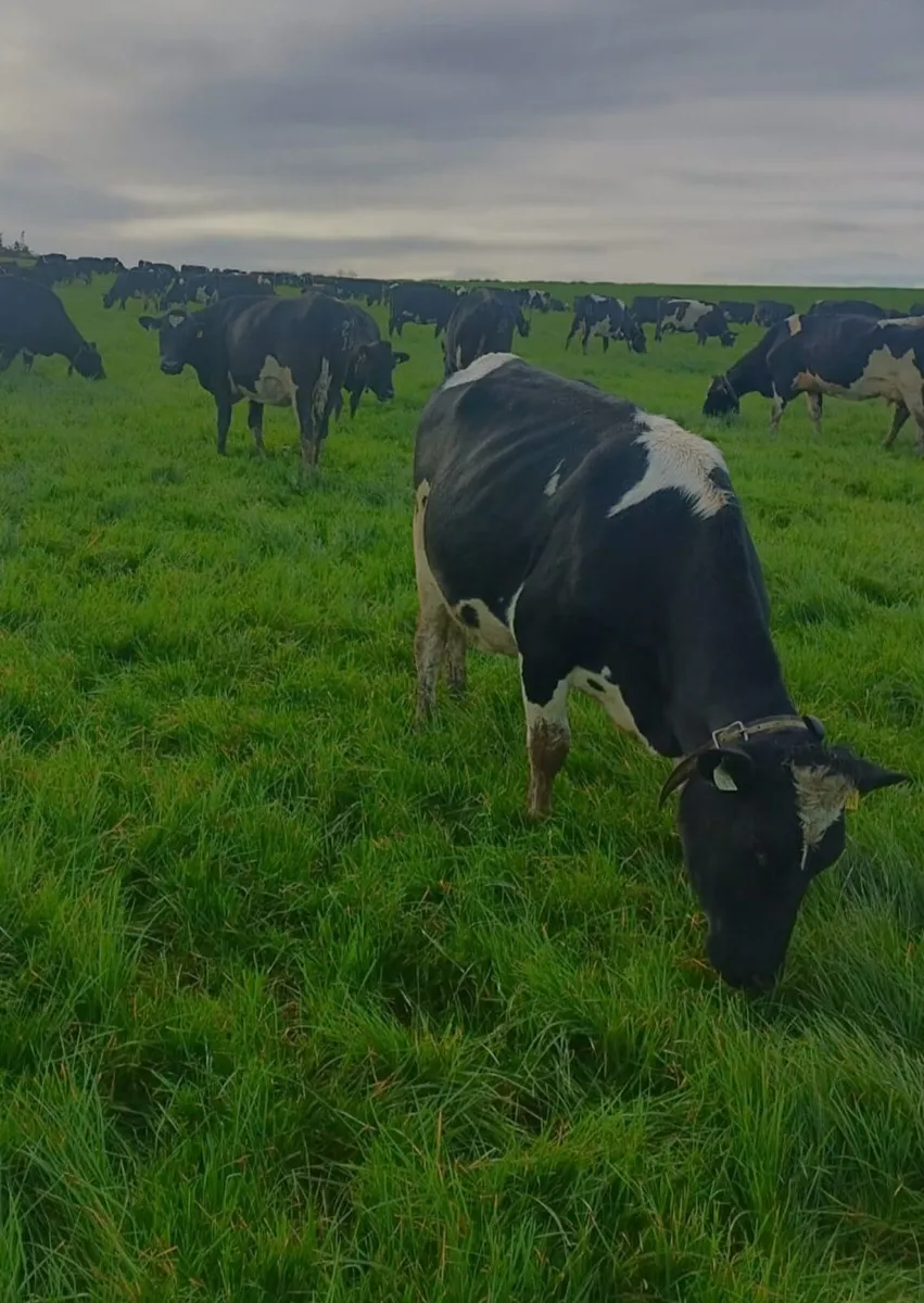 Empty milking cows - Image 1