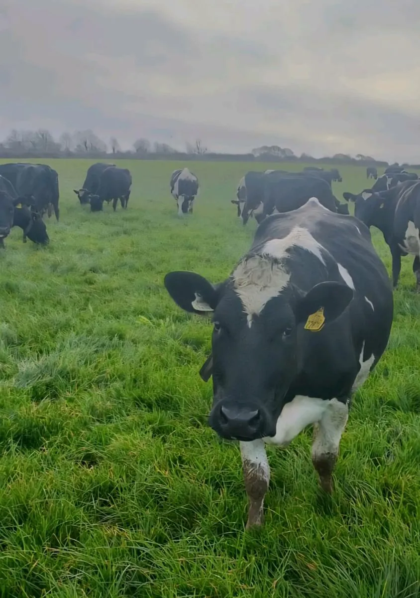 Empty milking cows - Image 3