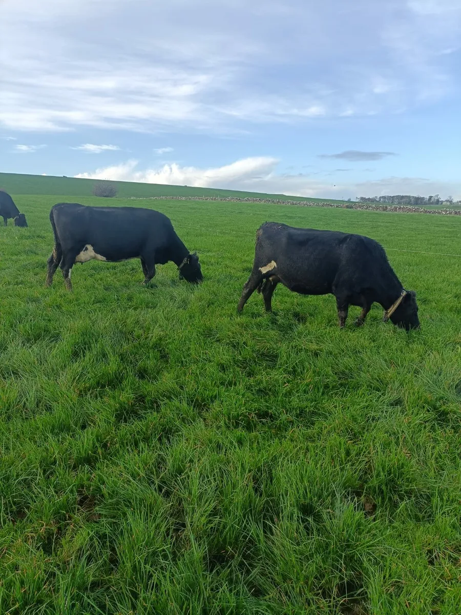 Empty milking cows - Image 4