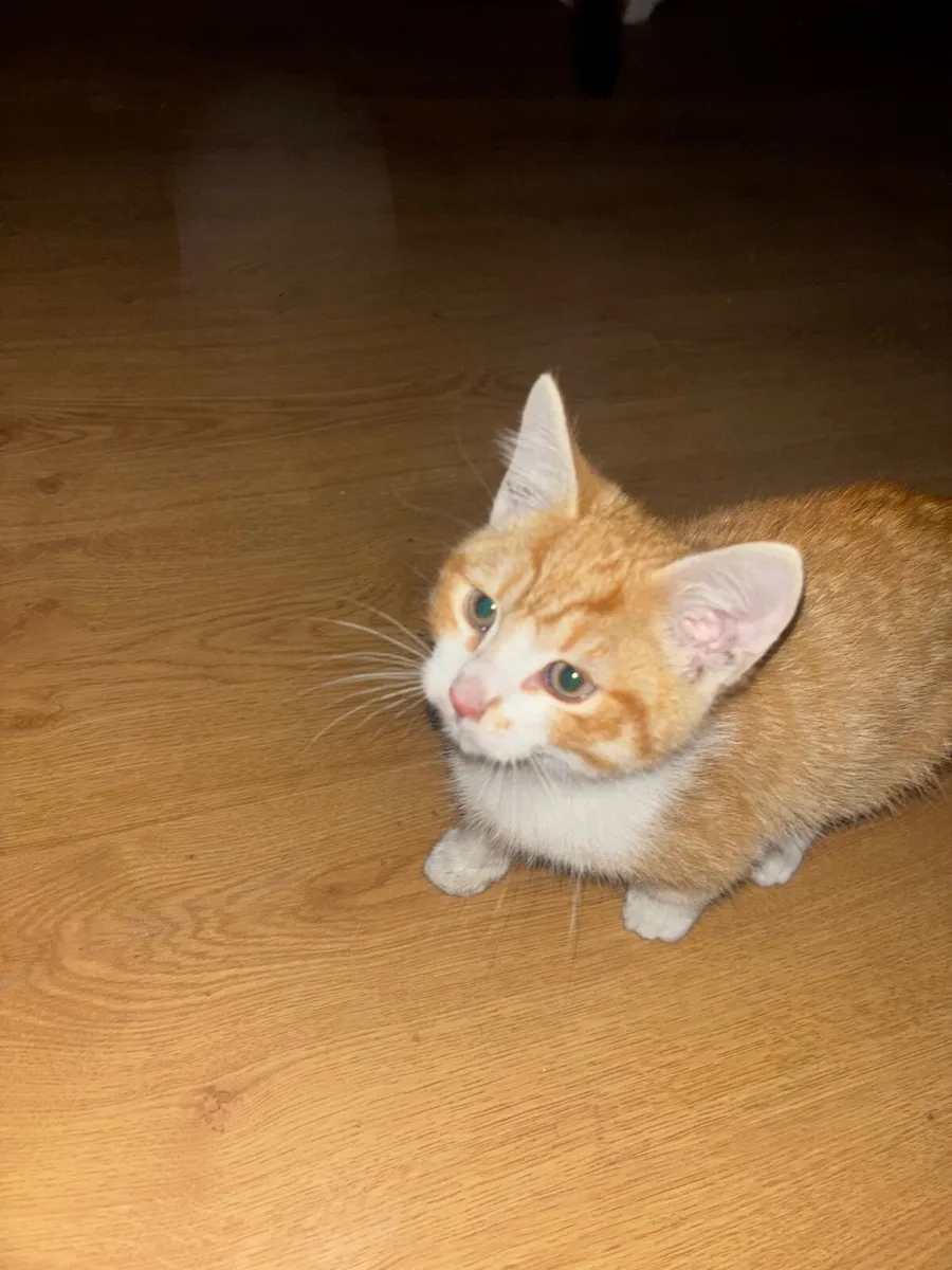 Male Kitten - Image 1