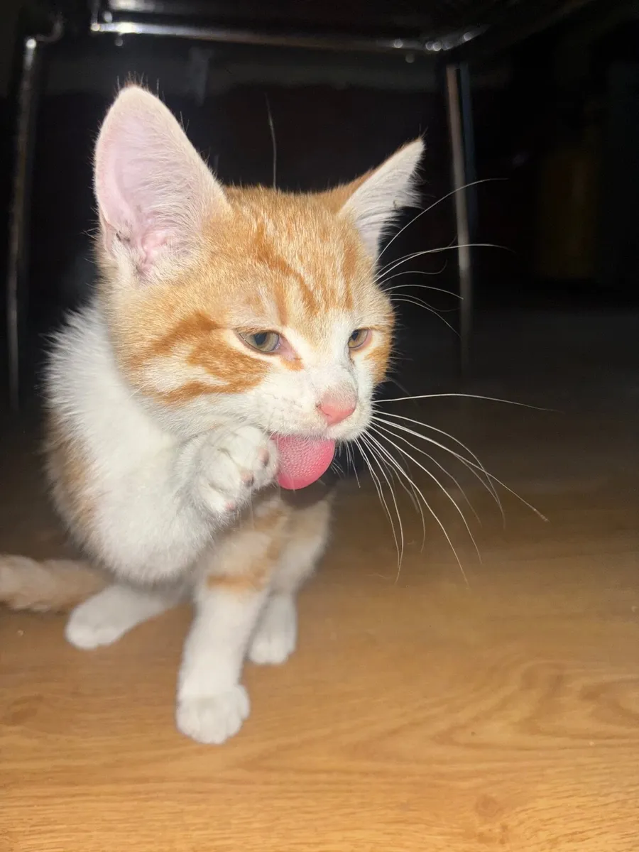 Male Kitten - Image 2